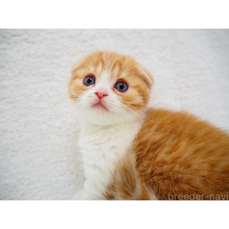 成約済の埼玉県のスコティッシュフォールド(折れ耳)-125428の8枚目