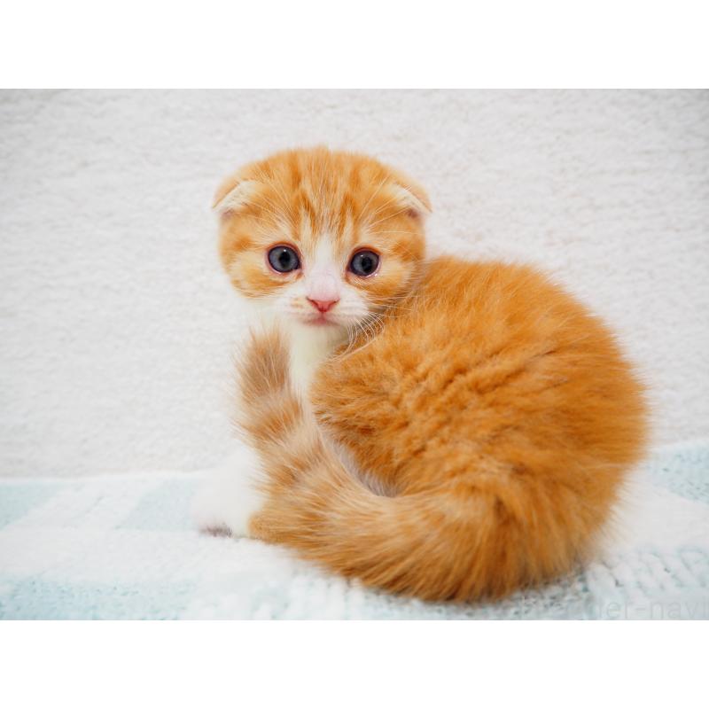 成約済の埼玉県のスコティッシュフォールド(折れ耳)-125428の7枚目