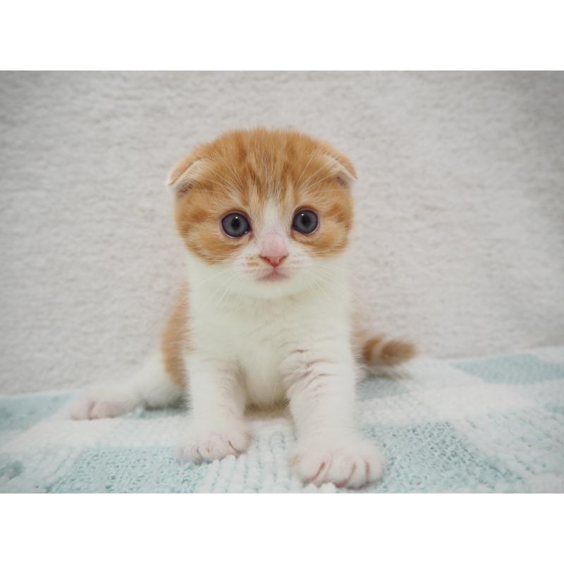 成約済の埼玉県のスコティッシュフォールド(折れ耳)-125428の6枚目