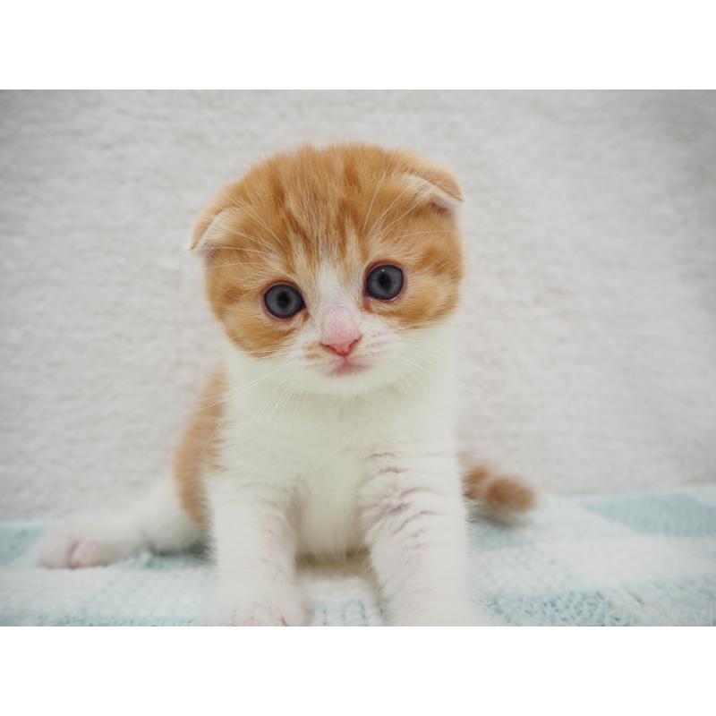 成約済の埼玉県のスコティッシュフォールド(折れ耳)-125428の5枚目