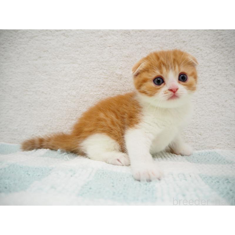 成約済の埼玉県のスコティッシュフォールド(折れ耳)-125428の4枚目