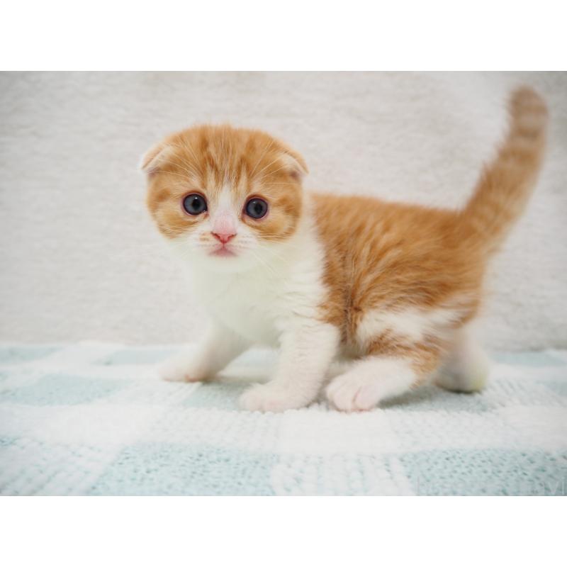 成約済の埼玉県のスコティッシュフォールド(折れ耳)-125428の3枚目