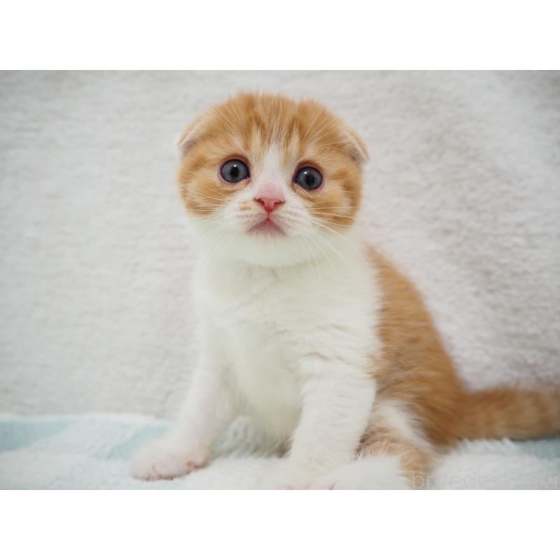 成約済の埼玉県のスコティッシュフォールド(折れ耳)-125428の2枚目