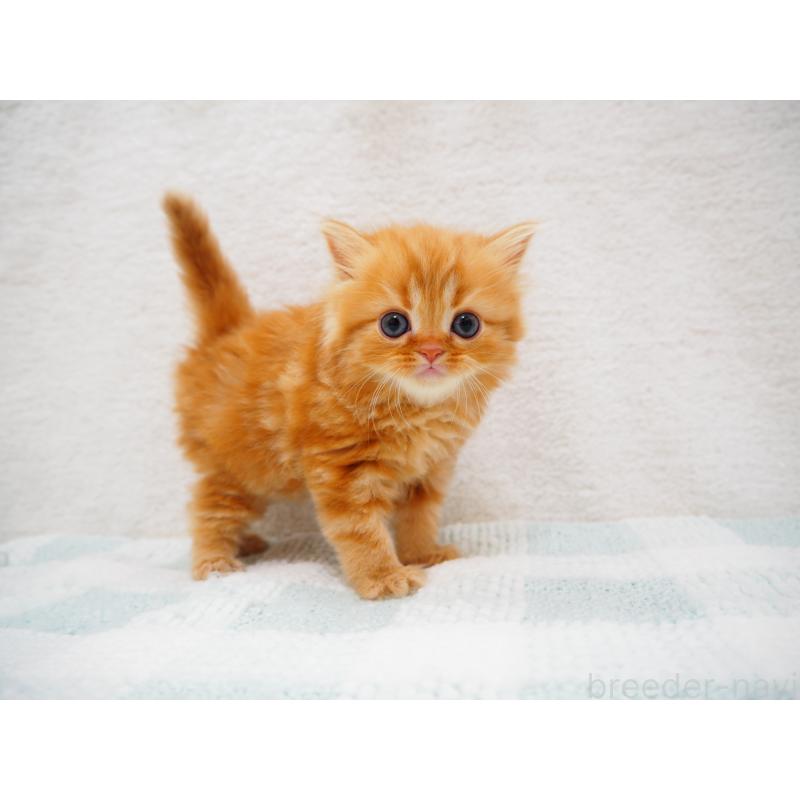 成約済の埼玉県のスコティッシュストレート-125430の12枚目