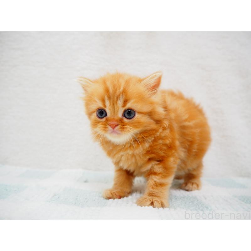 成約済の埼玉県のスコティッシュストレート-125430の11枚目