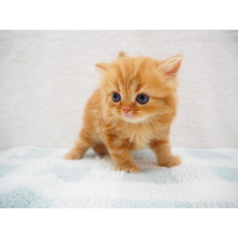 成約済の埼玉県のスコティッシュストレート-125430の10枚目