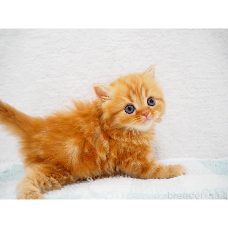 成約済の埼玉県のスコティッシュストレート-125430の9枚目