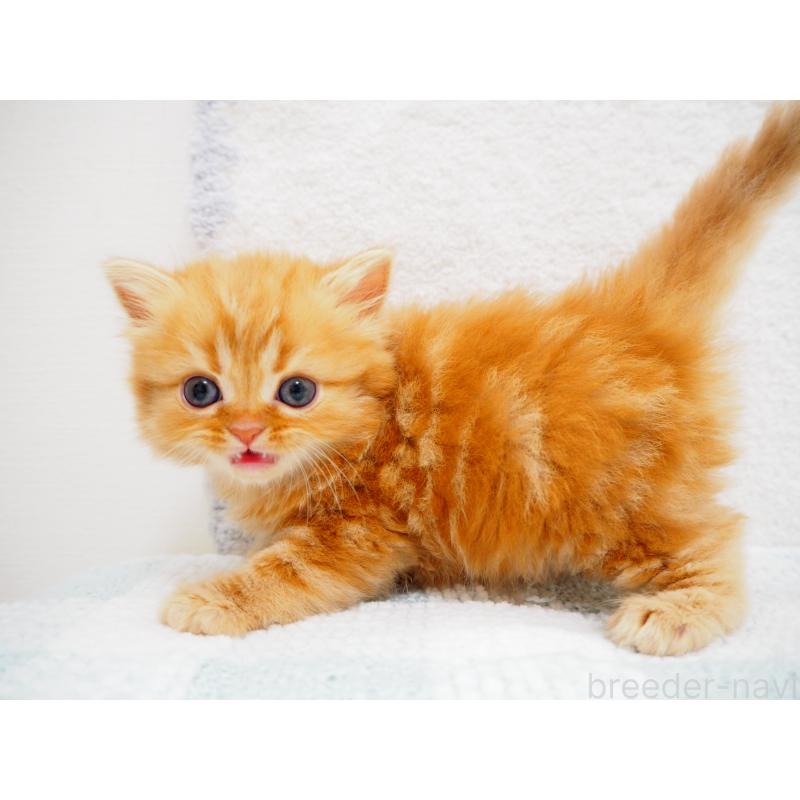 成約済の埼玉県のスコティッシュストレート-125430の8枚目