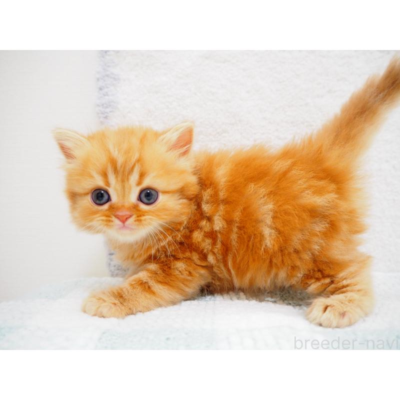 成約済の埼玉県のスコティッシュストレート-125430の7枚目