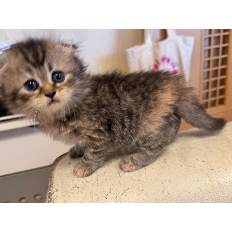 販売中の東京都のスコティッシュフォールド(折れ耳)-126258の2枚目