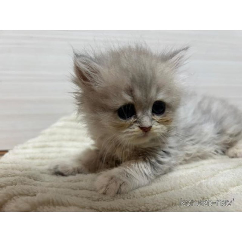 販売中の愛知県のミヌエット-126353の2枚目