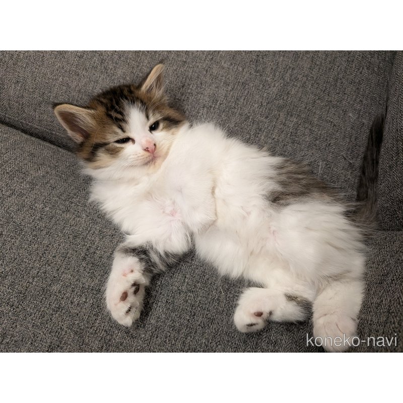 販売中の埼玉県のノルウェージャンフォレストキャット-126365の5枚目