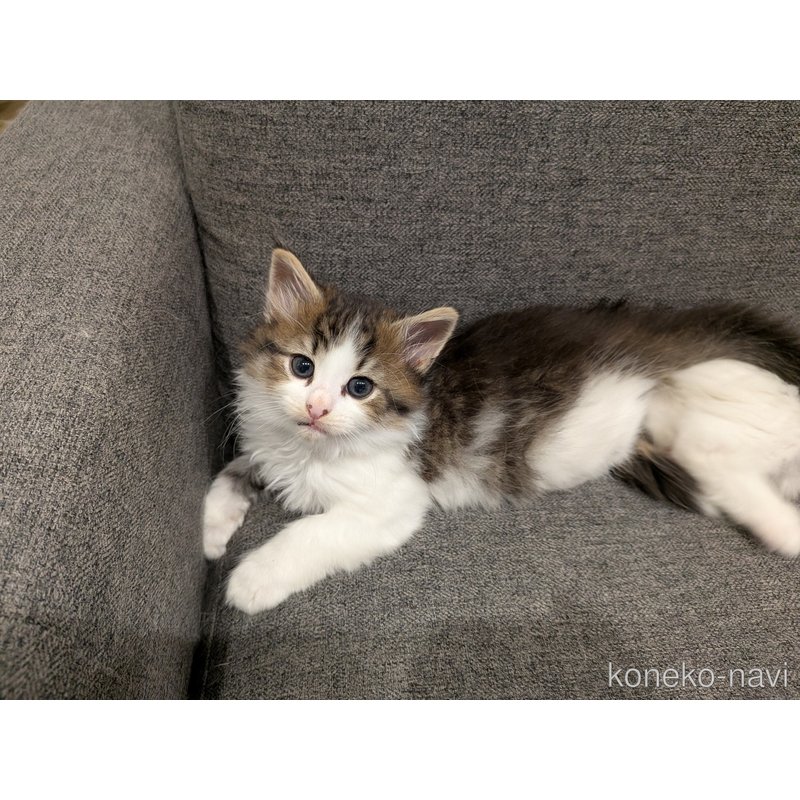 販売中の埼玉県のノルウェージャンフォレストキャット-126365の2枚目