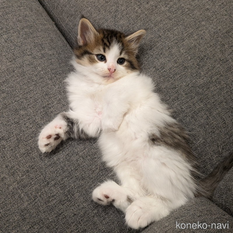 販売中の埼玉県のノルウェージャンフォレストキャット-126365