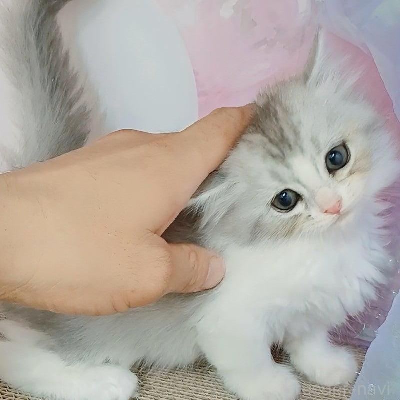 販売中の千葉県のミヌエット-126308の1枚目