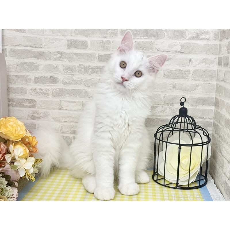 成約済の埼玉県のサイベリアン-120530の1枚目