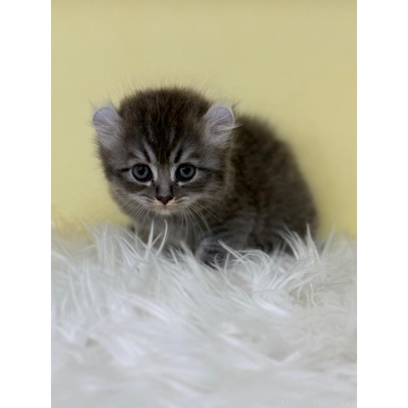 販売中の埼玉県のアメリカンカール-126235の4枚目