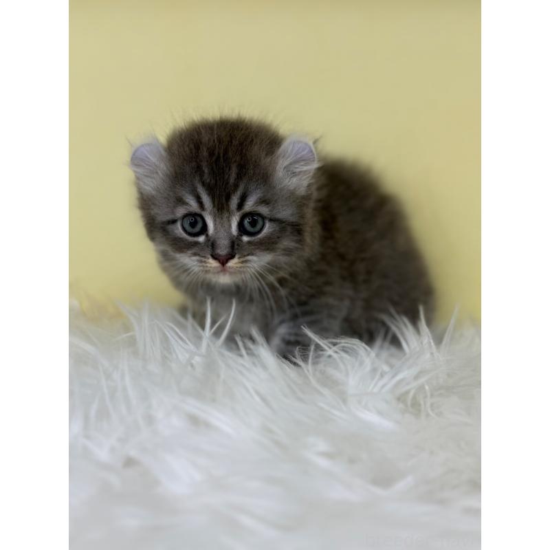 販売中の埼玉県のアメリカンカール-126235の3枚目