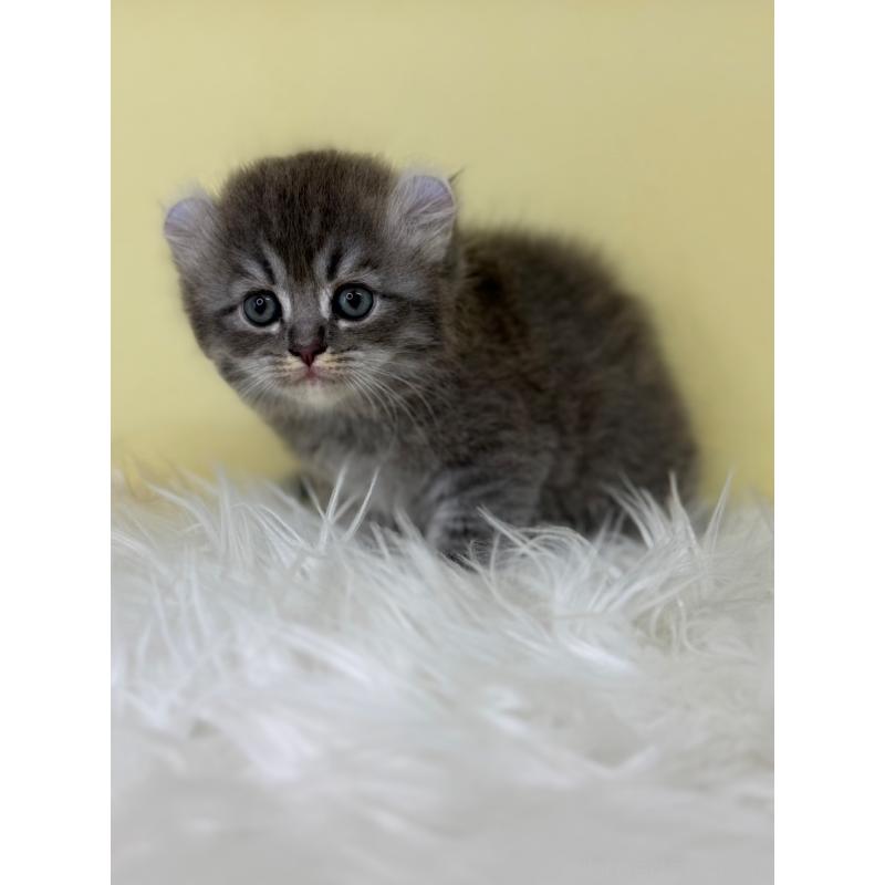 販売中の埼玉県のアメリカンカール-126235の2枚目