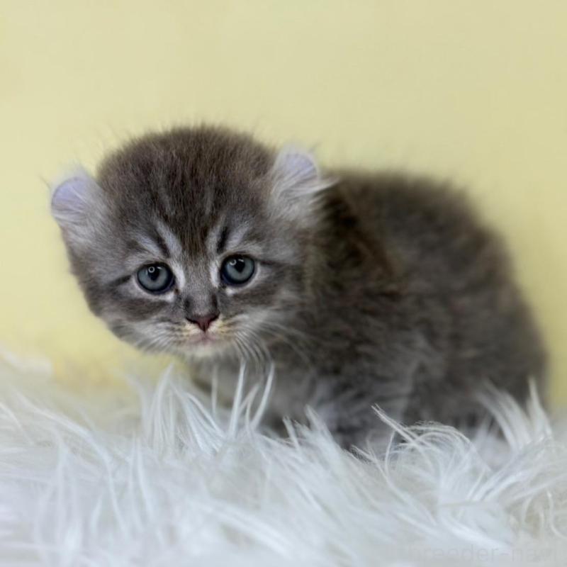 販売中の埼玉県のアメリカンカール-126235の1枚目