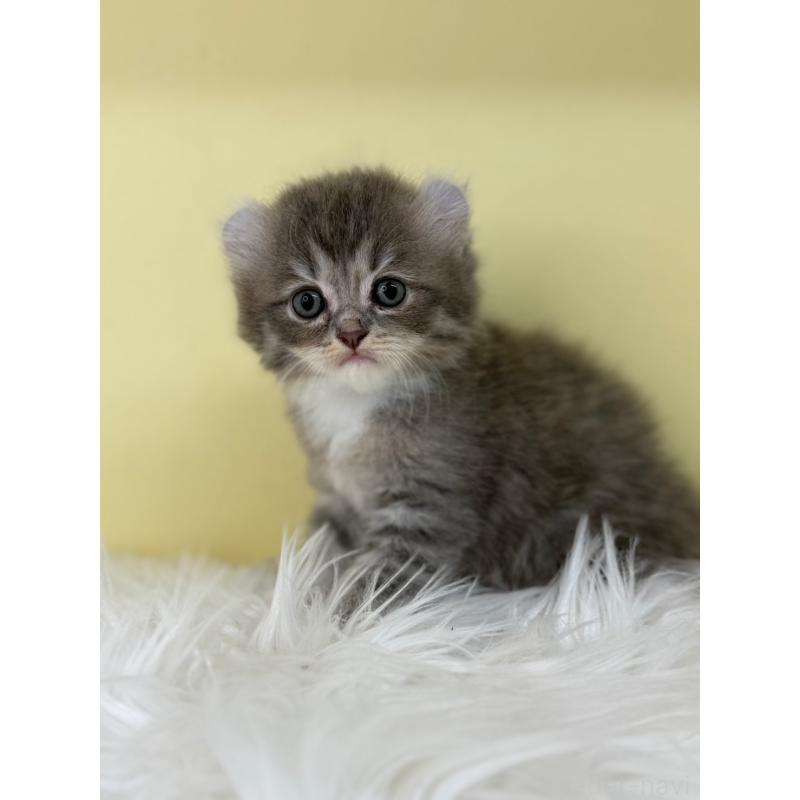 販売中の埼玉県のアメリカンカール-126236の2枚目