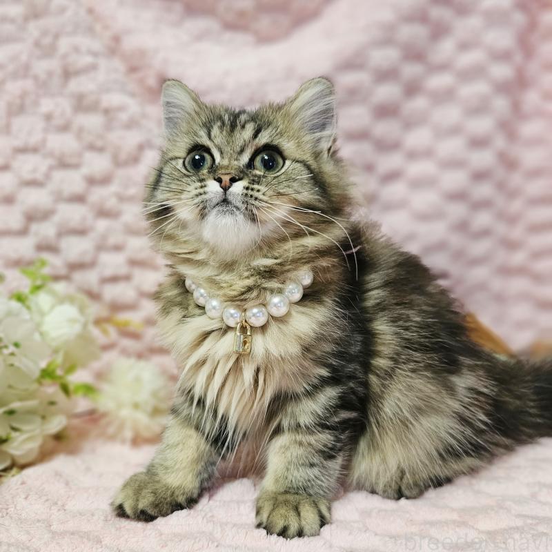販売中の茨城県のミヌエット-126356の22枚目