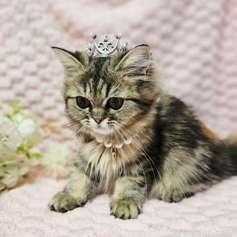 販売中の茨城県のミヌエット-126356の20枚目