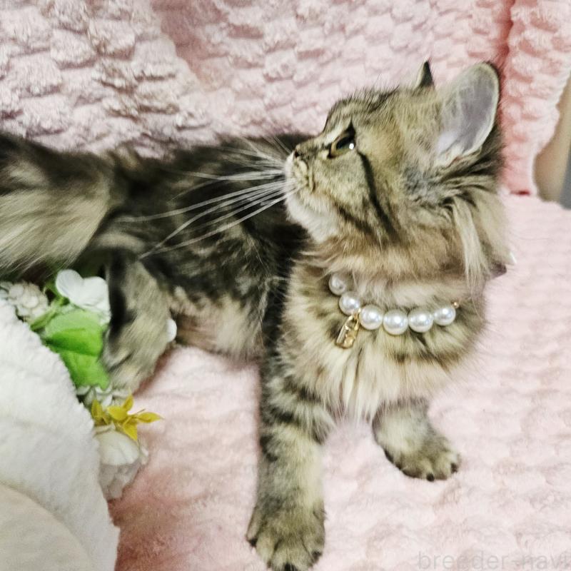 販売中の茨城県のミヌエット-126356の11枚目