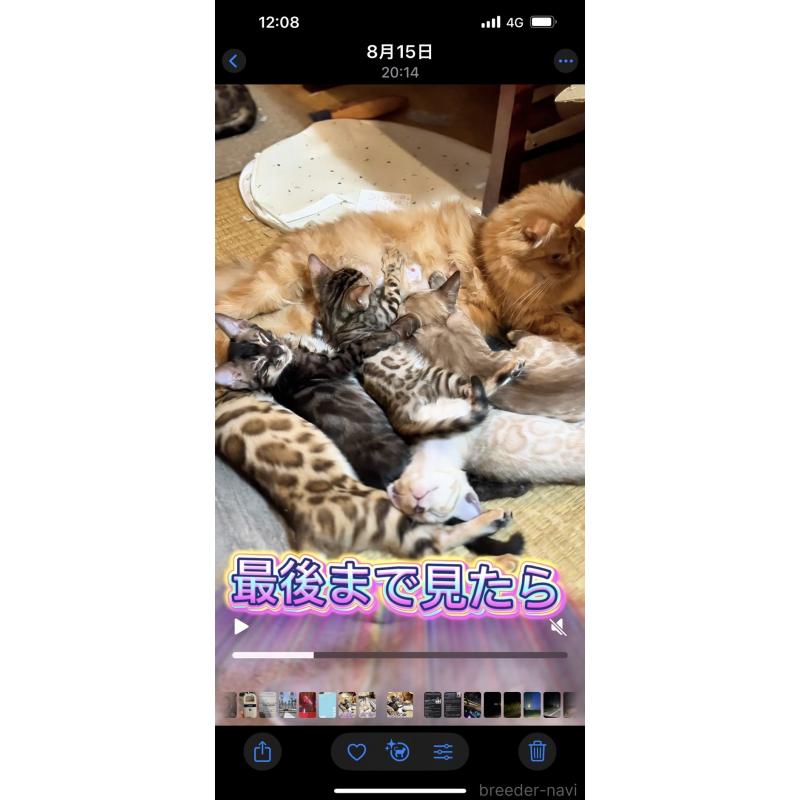 販売中の京都府のベンガル-126357の6枚目