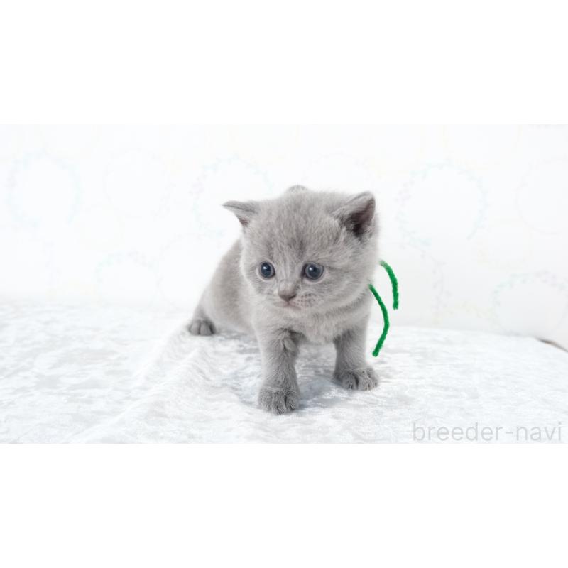 販売中の奈良県のブリティッシュショートヘア-126360の1枚目