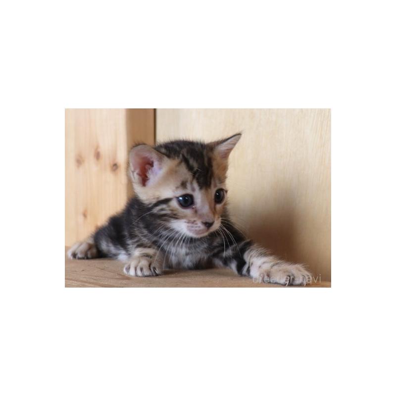 販売中の群馬県のベンガル-126275の9枚目