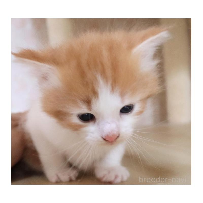 販売中の群馬県のサイベリアン-126276の7枚目