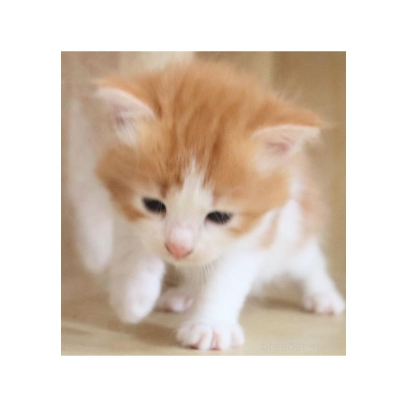 販売中の群馬県のサイベリアン-126276の5枚目