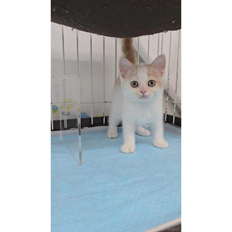 成約済の東京都のスコティッシュフォールド-124562の2枚目