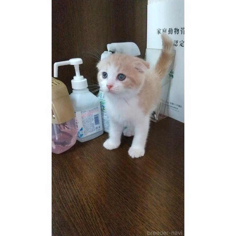 販売中の栃木県のスコティッシュフォールド-126373の4枚目