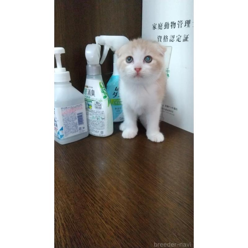 販売中の栃木県のスコティッシュフォールド-126373の3枚目