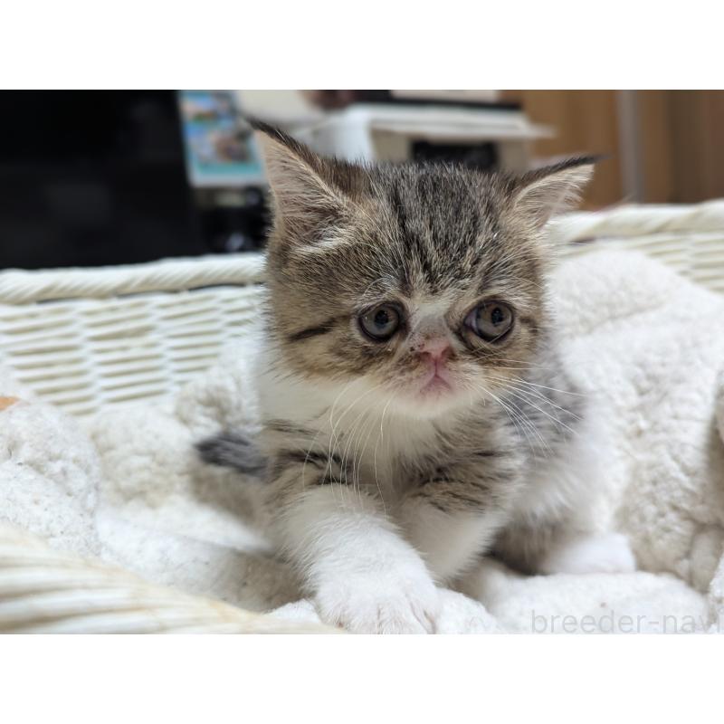 成約済の愛知県のエキゾチックショートヘア-125332の2枚目