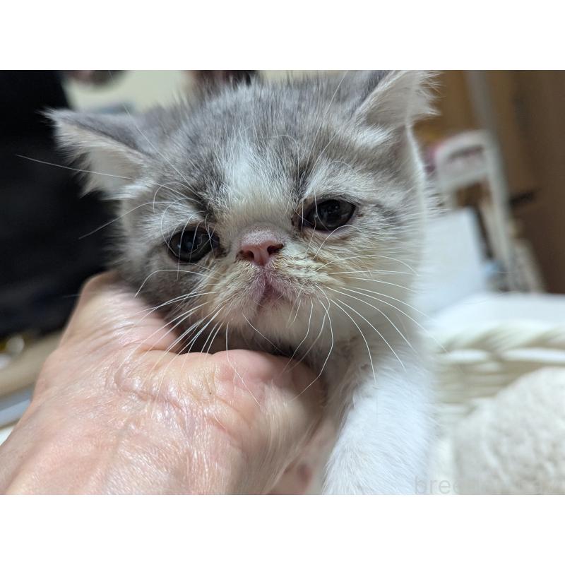 成約済の愛知県のエキゾチックショートヘア-125329の4枚目