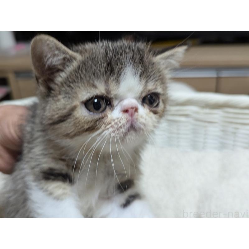 成約済の愛知県のエキゾチックショートヘア-125328の4枚目