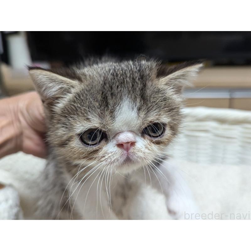 成約済の愛知県のエキゾチックショートヘア-125328の3枚目