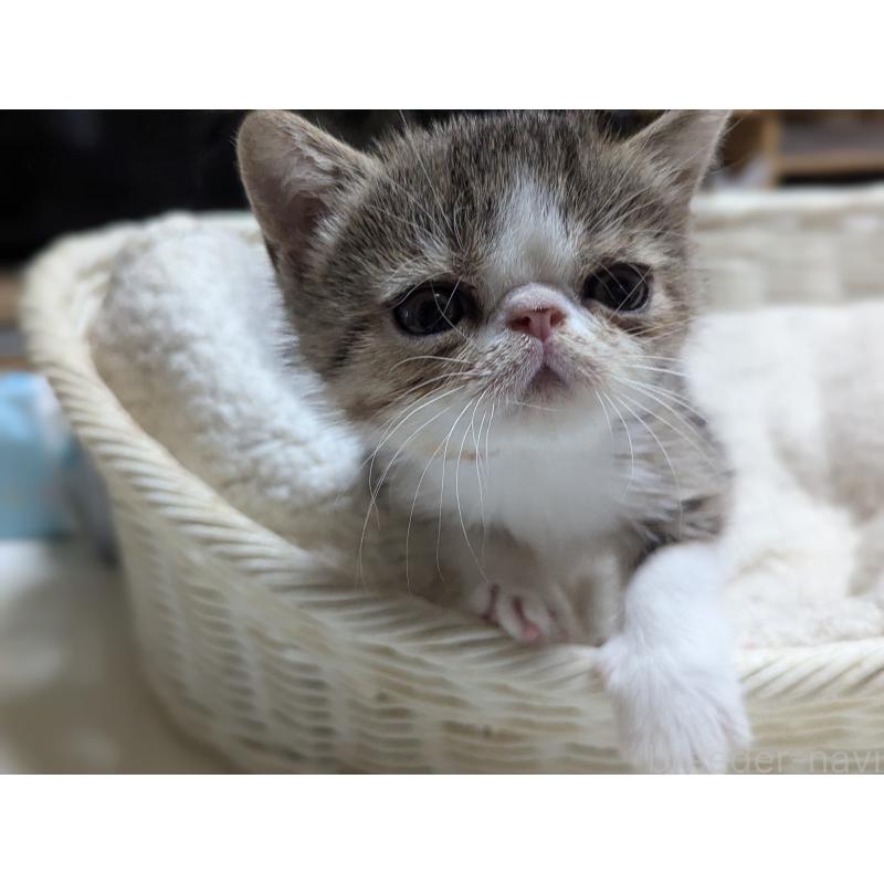 成約済の愛知県のエキゾチックショートヘア-125328の2枚目