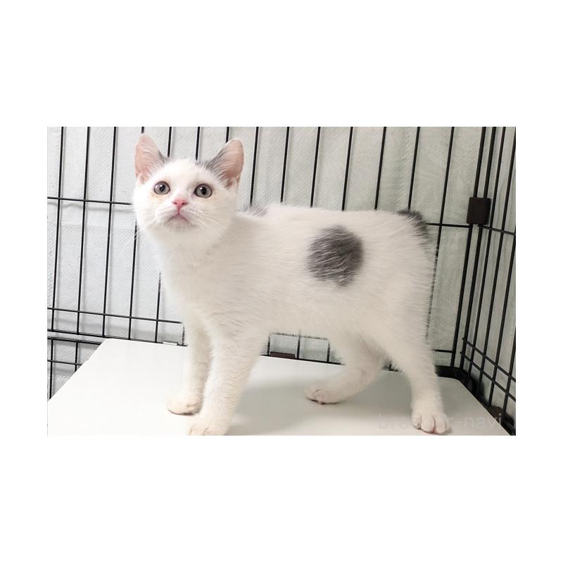 成約済の群馬県のマンチカン-122284の2枚目