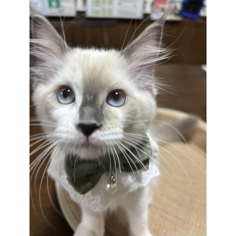 販売中の東京都のラグドール-126387の2枚目