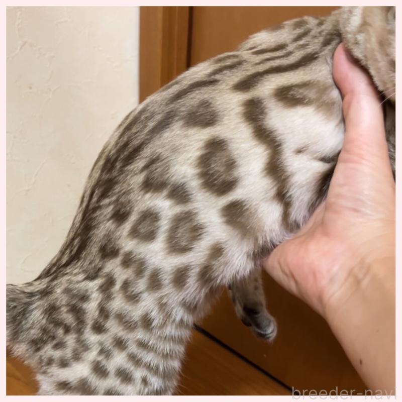 成約済の群馬県のベンガル-120596の4枚目