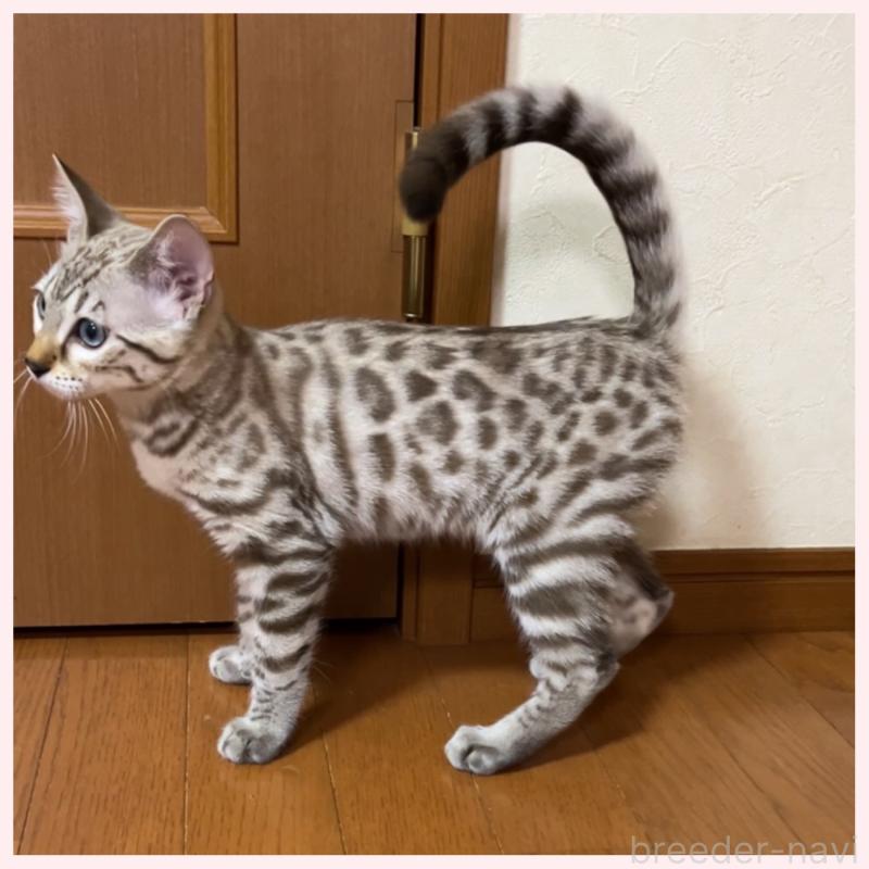 成約済の群馬県のベンガル-120596の3枚目