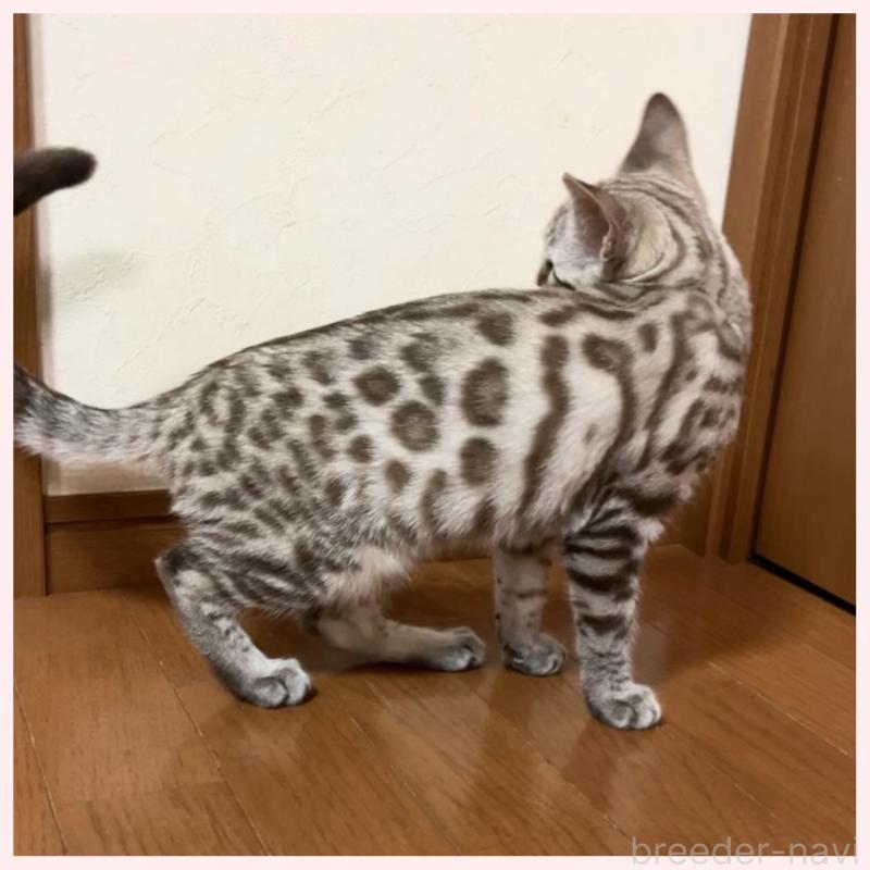 成約済の群馬県のベンガル-120596の2枚目
