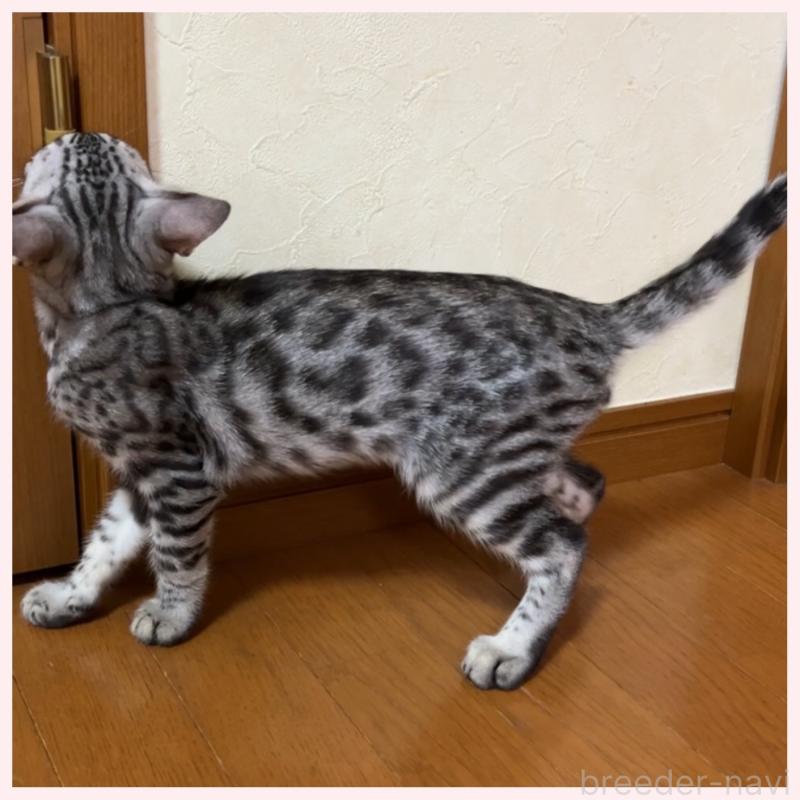 販売中の群馬県のベンガル-120599の3枚目