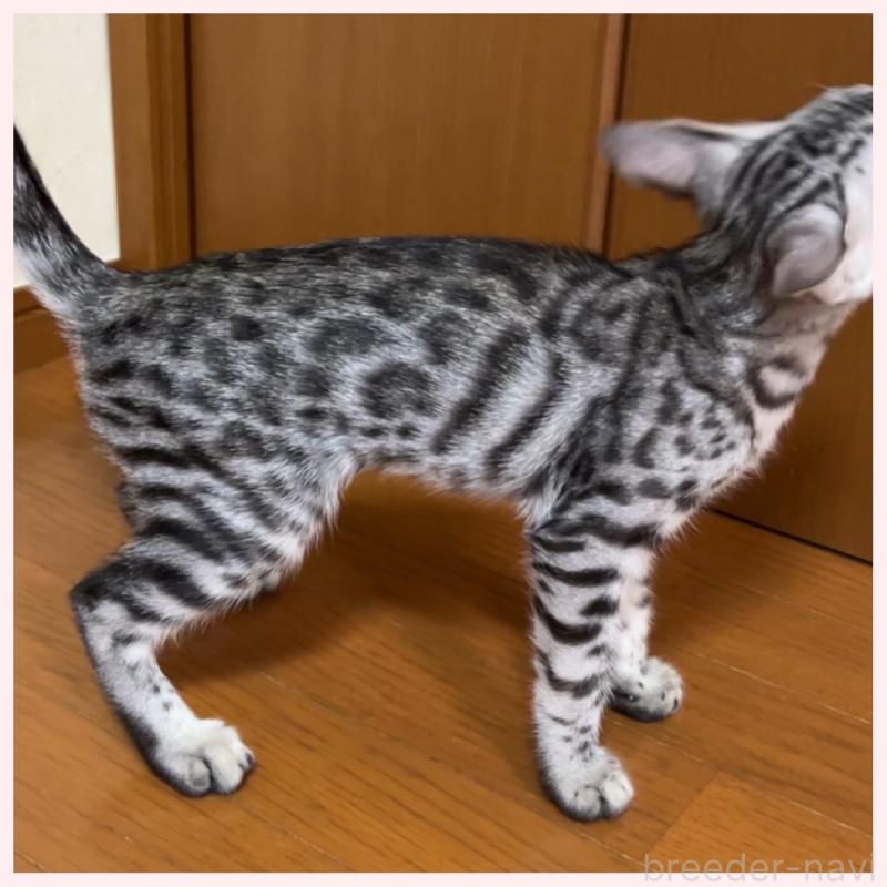 販売中の群馬県のベンガル-120599の2枚目