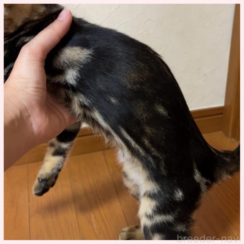 販売中の群馬県のベンガル-120598の5枚目