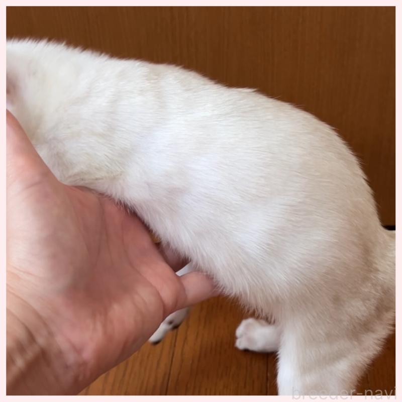 販売中の群馬県のベンガル-124772の5枚目